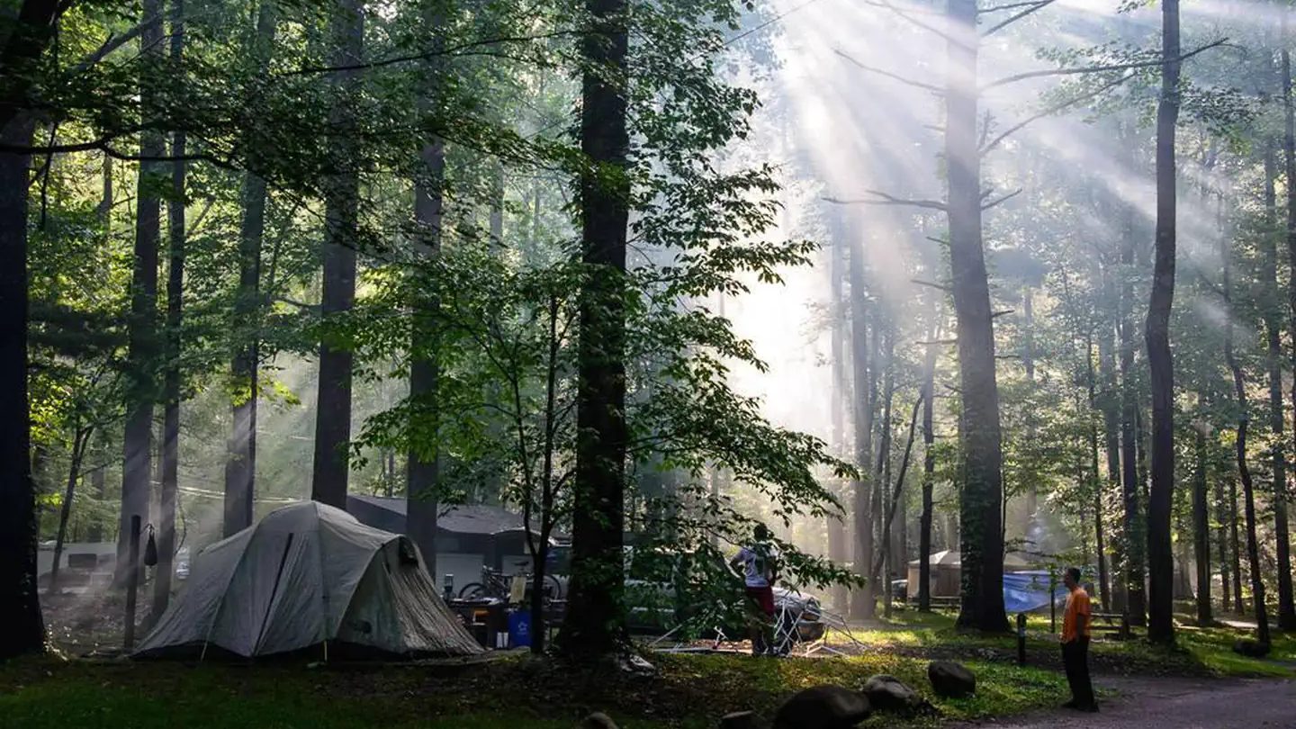 Morning light through the Elkmont loops.