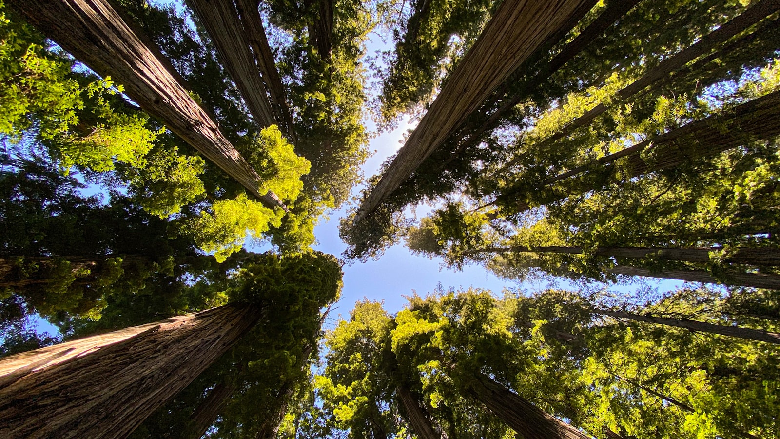 Sunlight falling through old-growth coast redwoods onto a fern-covered forest floor
