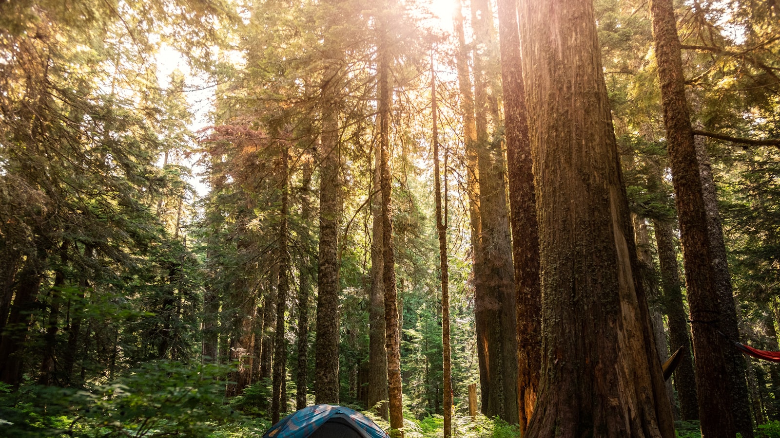 Evergreen forest under hazy summer light