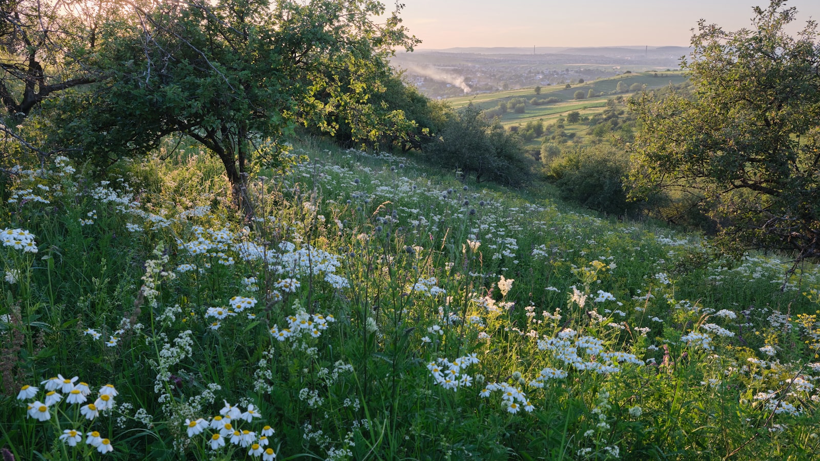 An open meadow at the edge of a forest, low evening light